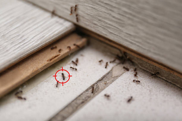 Best Spider Control Near Me  in North Auburn, CA