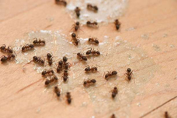 Pest Prevention Services in North Auburn, CA