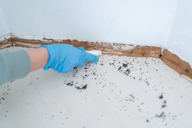 Best Affordable Pest Control Services  in North Auburn, CA